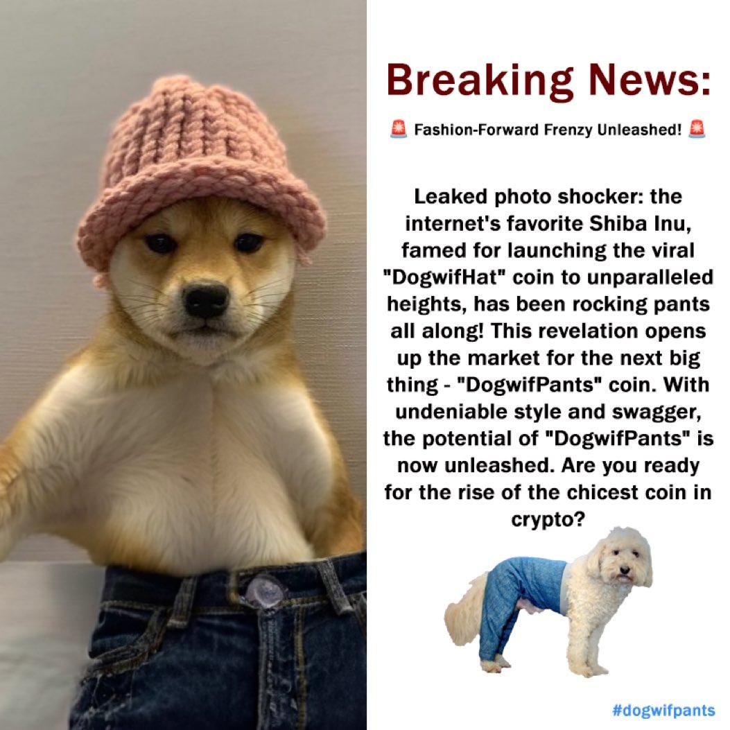 Breaking news: The Shiba Inu from the viral 