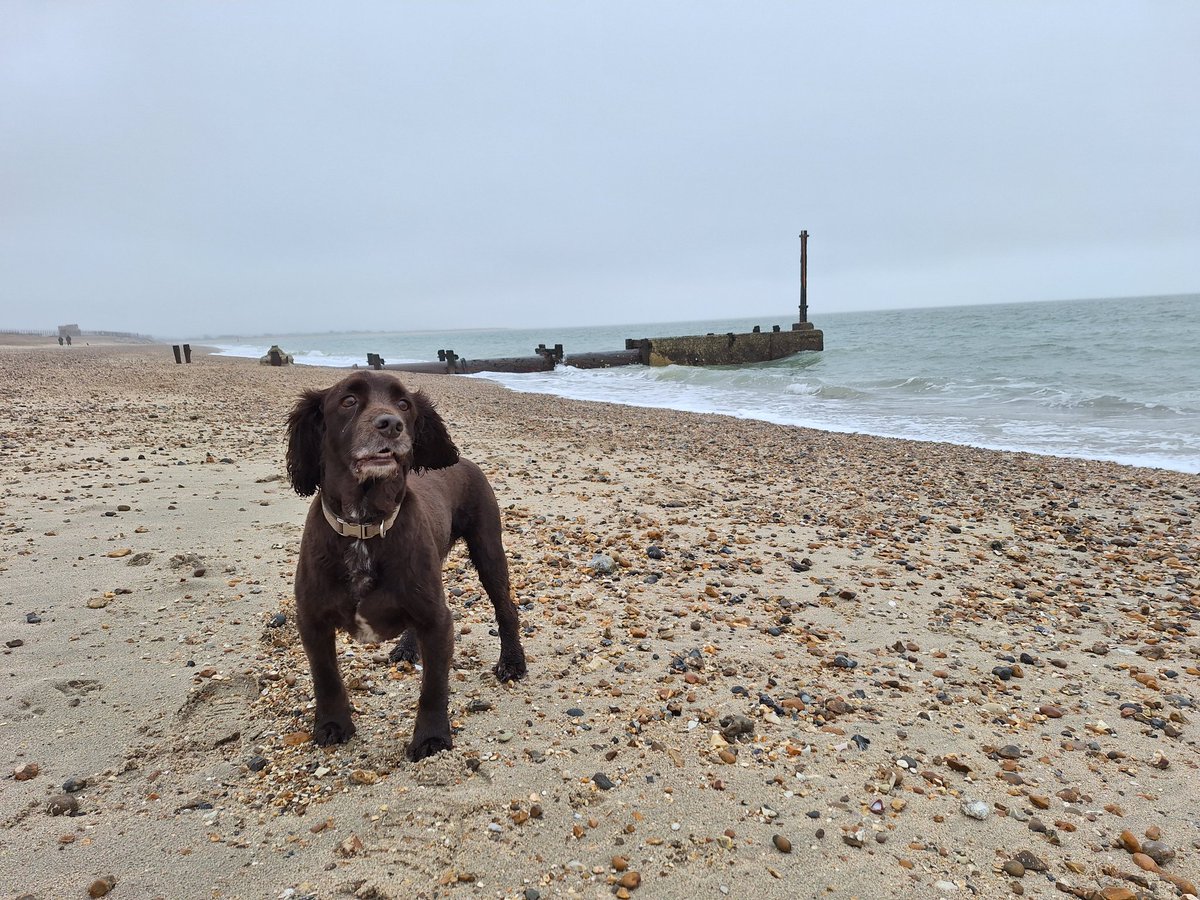 RobJames68's tweet photo. Not much like Spring today, but an enjoyable walk nonetheless. Tetley was happy that we stopped off for a cuppa, Danish pastry, and puppychino this time #HappyDog #WeekendWalking https://t.co/fM83sdBGWr