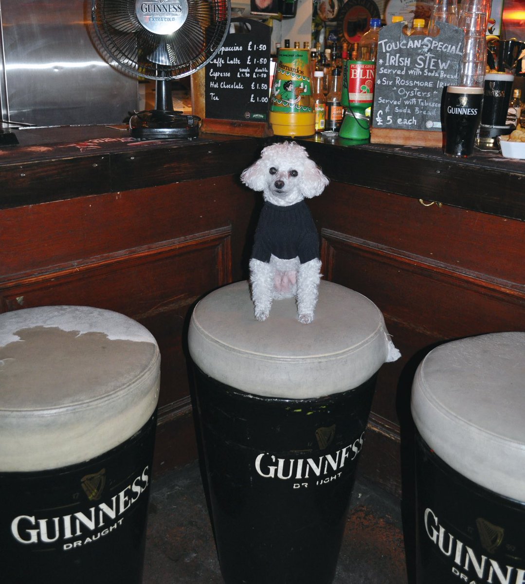 ☘️Happy St Patrick’s Day 💚☘️ We took this photo of Peggy Lee at The Toucan in Soho - one of the best places in London to get a Guinness and an Irish whiskey. Sláinte! @Metropoodle #thetoucan #soho #london #stpatricksday #guinness #happystpatricksday