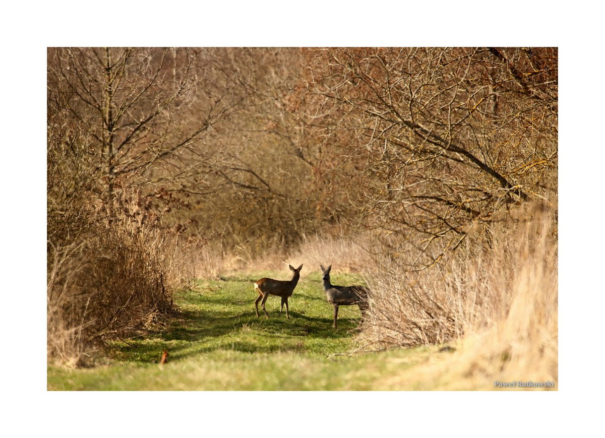 Takie tam spotkanie na polno-leśnej drodze... ;-) / Just a nice country lane encounter... ;-) (1)

#NatureforSunday #Polesie #roedeer #naturephotography #ThePhotoHour