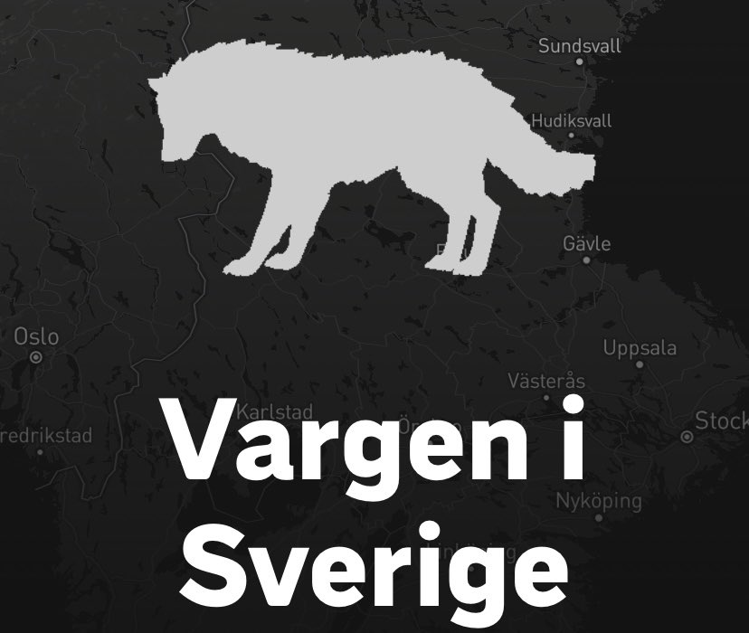 Följ med på vargsafari i årets upplaga av Vargen i siffror: svt.se/datajournalist…