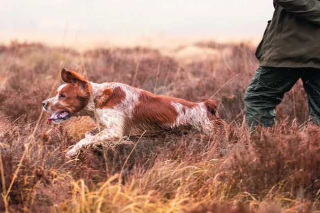 The Field presents the best gundog breeds from overseas, from spaniels and setters to water dogs and Weimaraners. Which is your favourite? trib.al/wWsRwUK