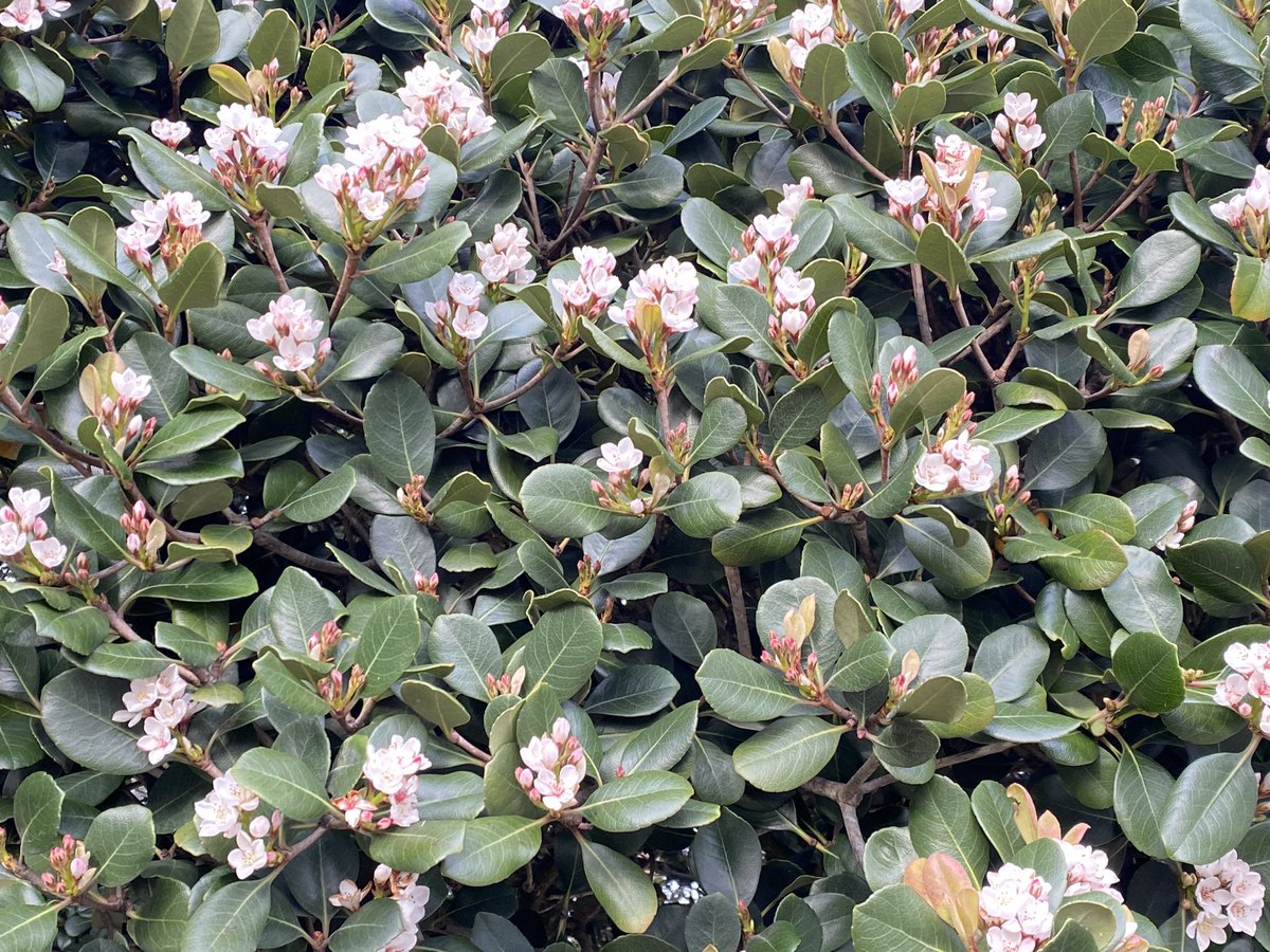 #Rhaphiolepis indica