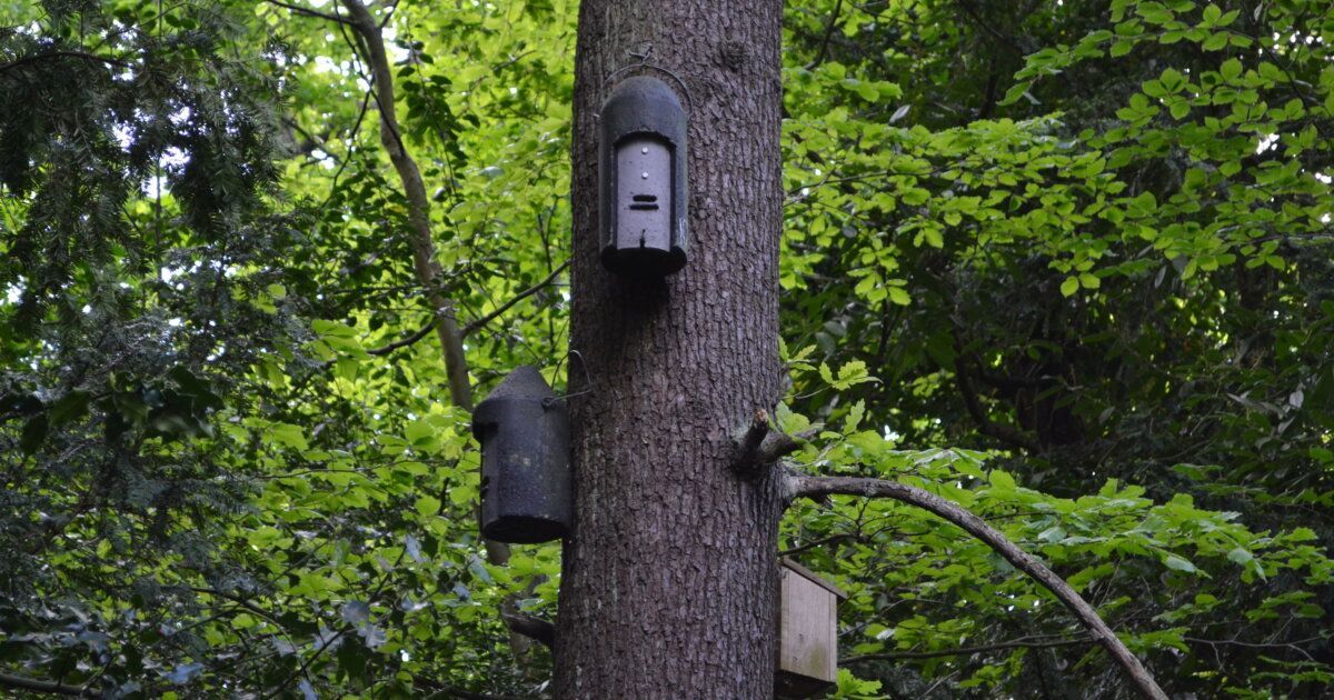 We get a lot of questions about bat boxes: where to put it? How high? Facing which direction? How can I make one? Look no further, we've got you; all you need to know here and in the 'Bat Box Info Pack', free to download here: buff.ly/3wyfrpi