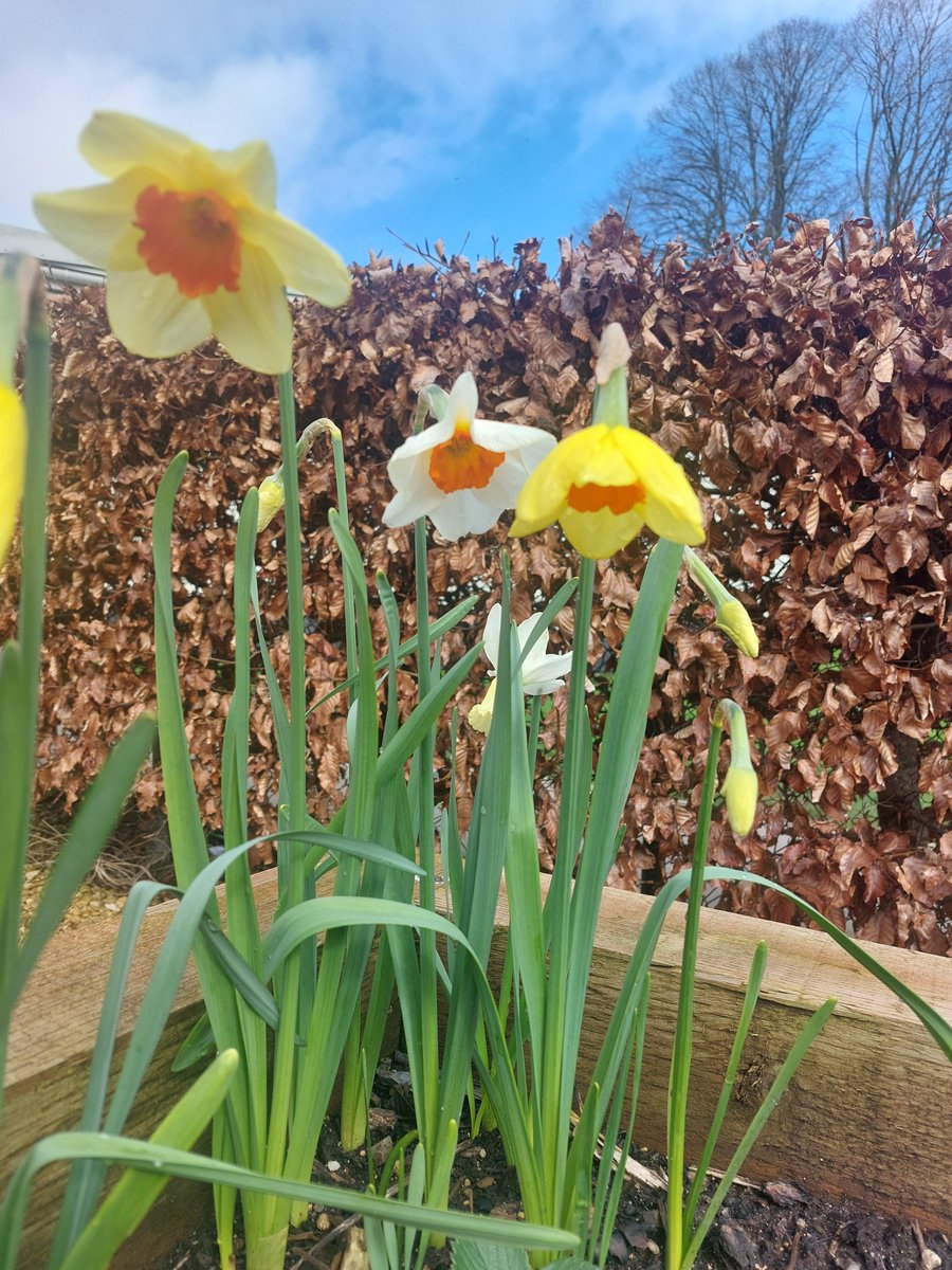 Garlic, Broad beans, strawbs, and spring daffs :)