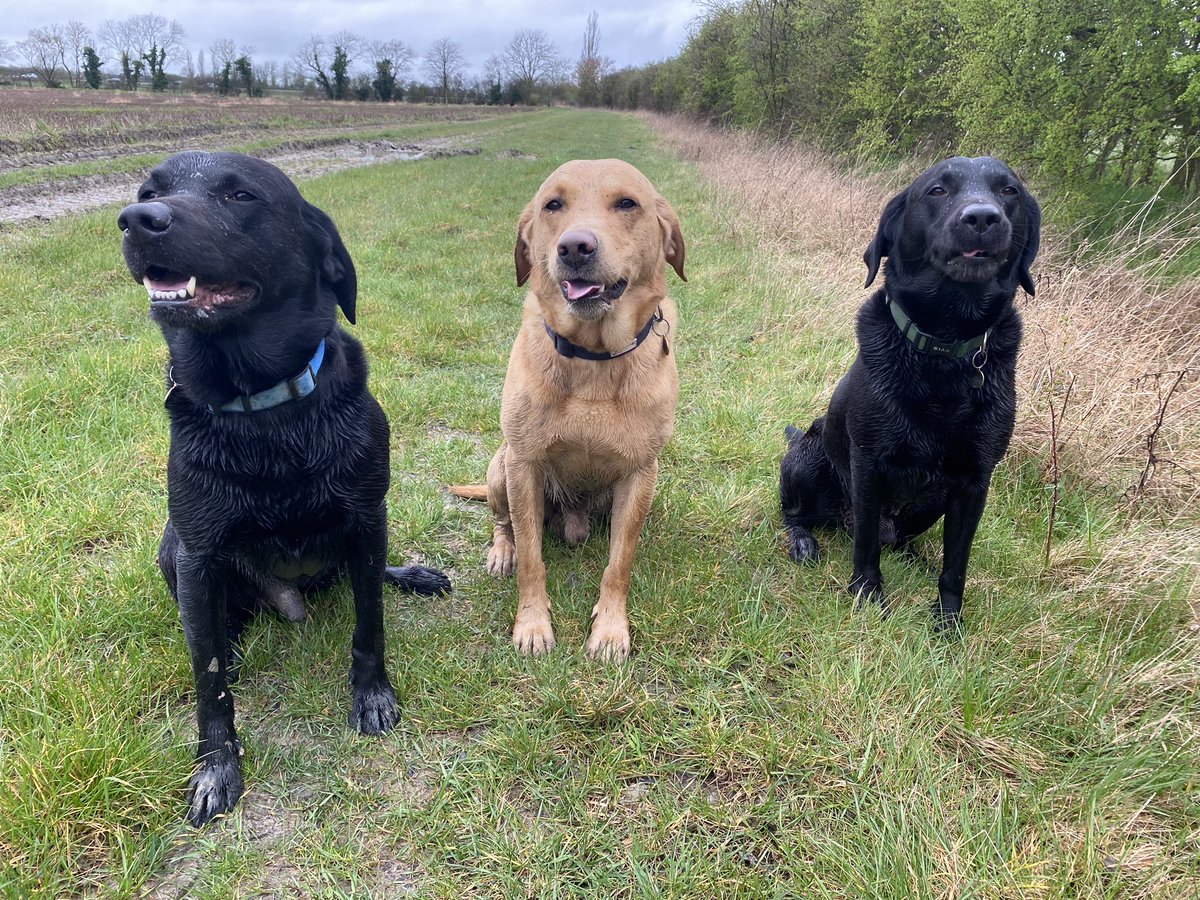 Wet and muddy - #labrador life 😏