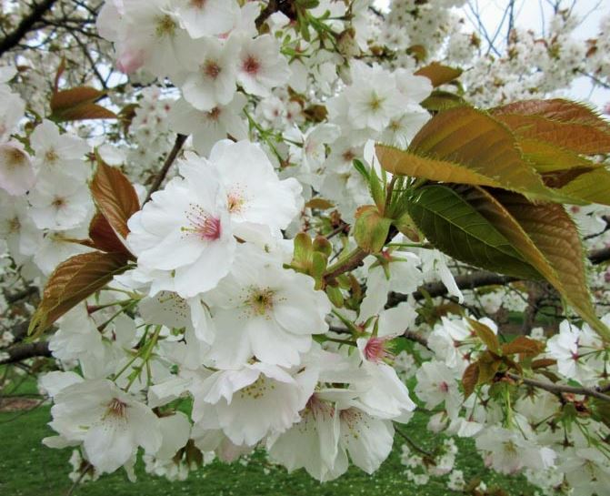 Order of flowering. Another one for you to help me with. Where you live, does Prunus 'Shirotae' (pure white, droopy, left) flower before P. 'Tai-haku' (pink eye, patent, right). At Silwood, P. 'Shirotae' is 6 days earlier.