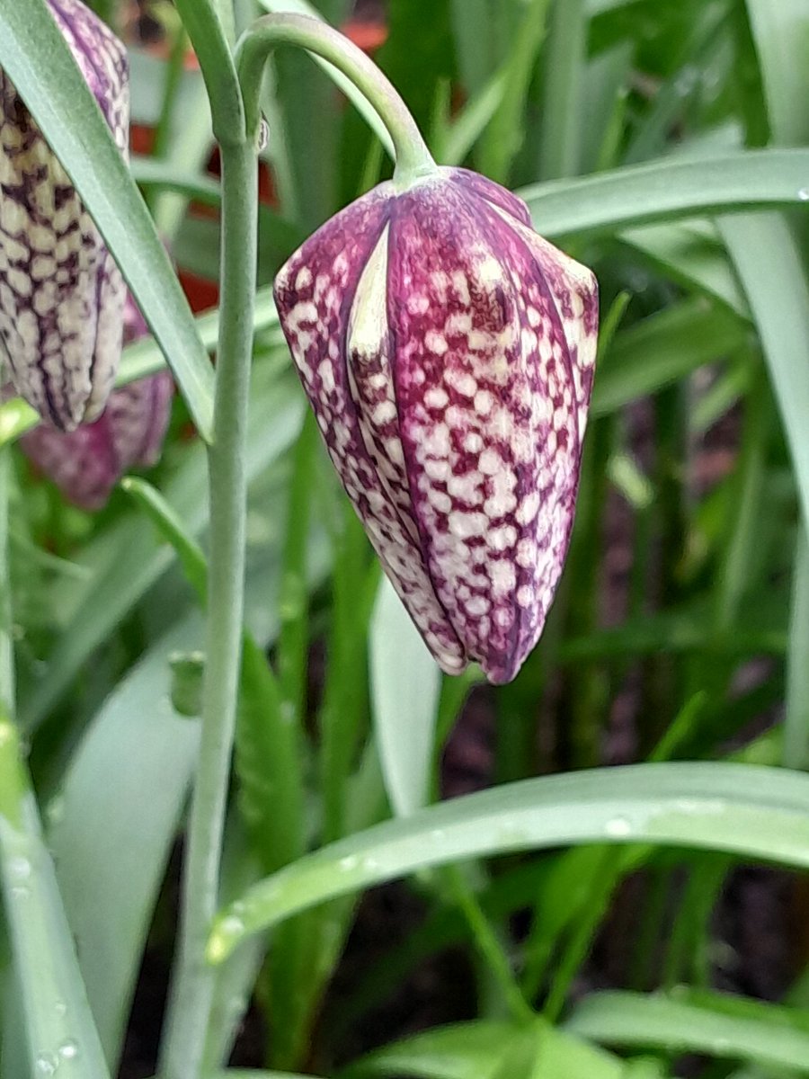 #Fritillaria snake is arriving