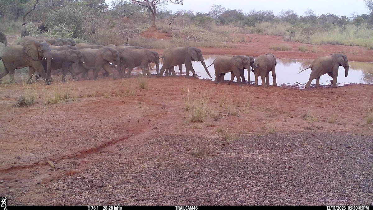 Yankari Game Reserve has the largest herd of #elephants in #Nigeria . Poaching for ivory has reduced but conflict with farmers on the edge of Yankari is growing. Reducing this conflict, and providing benefits for local people, is key to the elephants recovery.