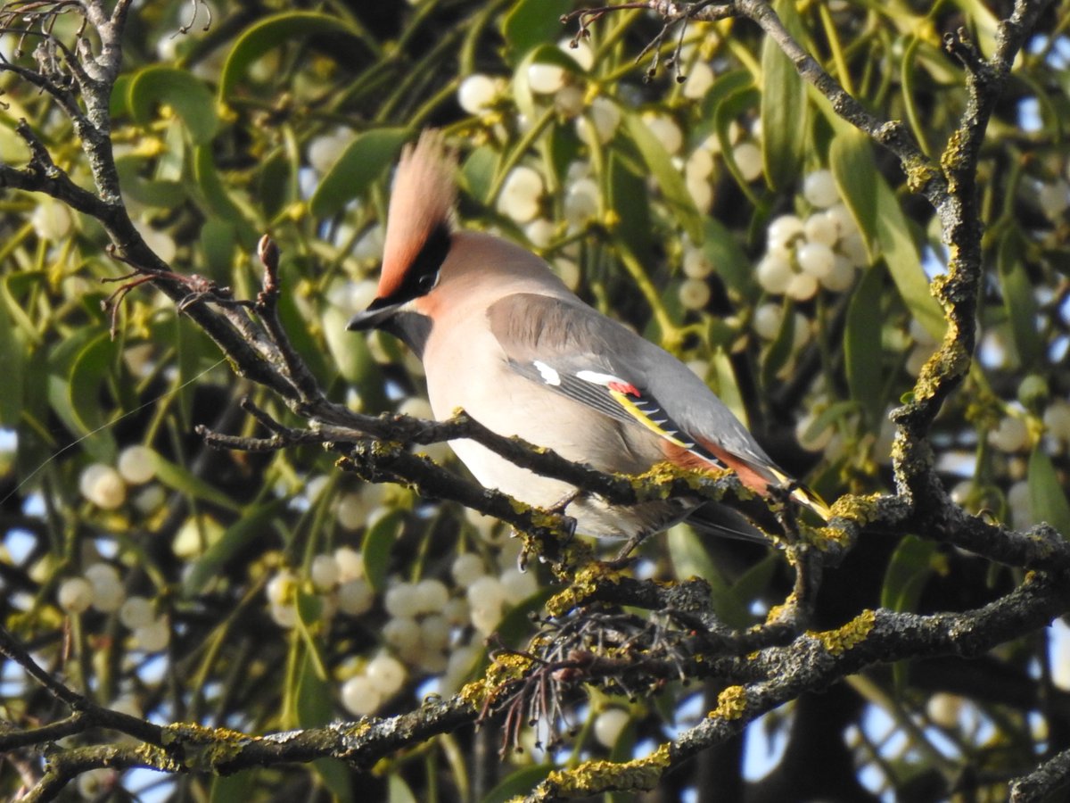 Waxwings, pygmy owls and lots of goshawks in my latest blog post: kosicepatchbirding.wordpress.com/2024/03/17/13-…