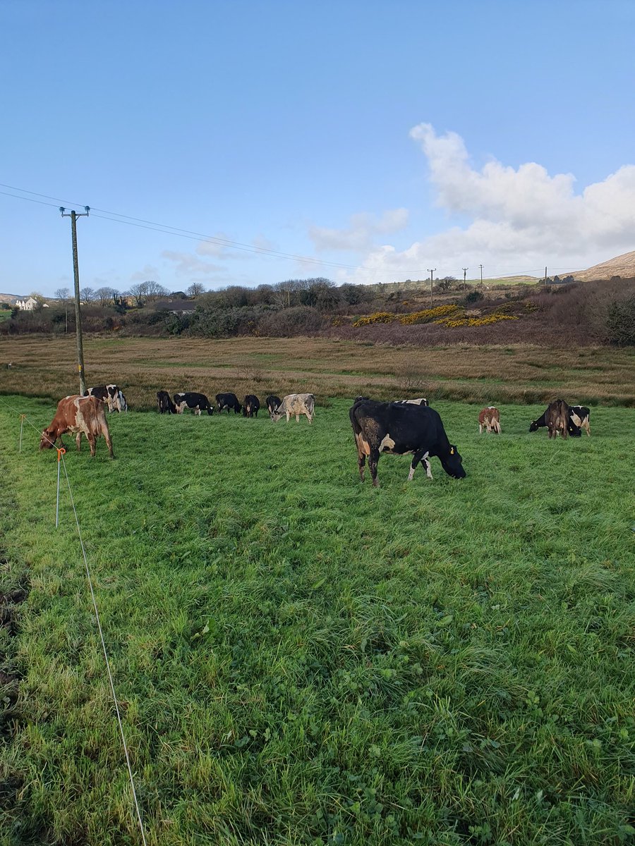2pintpaddy's tweet photo. Great to see the cows out , even if it's just for 2 hours , and a lovely view of Mount Gabriel ๐
#WestCork๐ฎ๐ช #MountGabriel https://t.co/Tq6spmSYVr