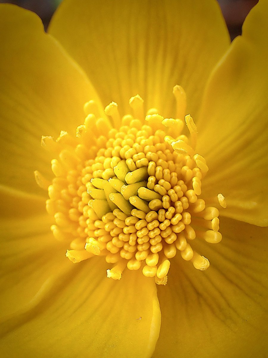 Happy #SundayYellow! 💛 The Marsh marigold (Caltha palustris) have flowered in the wildlife pond, spreading joy and warmth even when the sun is hiding 🌼😍 #wildflowers #flowers #sundayvibes #NatureBeauty #GardeningX #flowerphotography #allotment #macro #wildflowerhour #nature