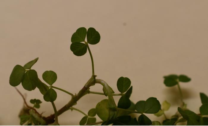 Look out for shamrock, our national emblem. Plants with three usually stalkless leaflets are used. Lesser trefoil also known as yellow clover is grown commercially as shamrock. Catherine Keena, Countryside Management Specialist, @TeagascEnviron has more bit.ly/3IGHyIB