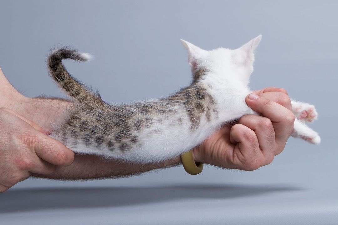 sadspeIl's tweet photo. Kitten with rare coloration:
Black Rosetted Tabby Bicolor https://t.co/NQPu4W9Tkc