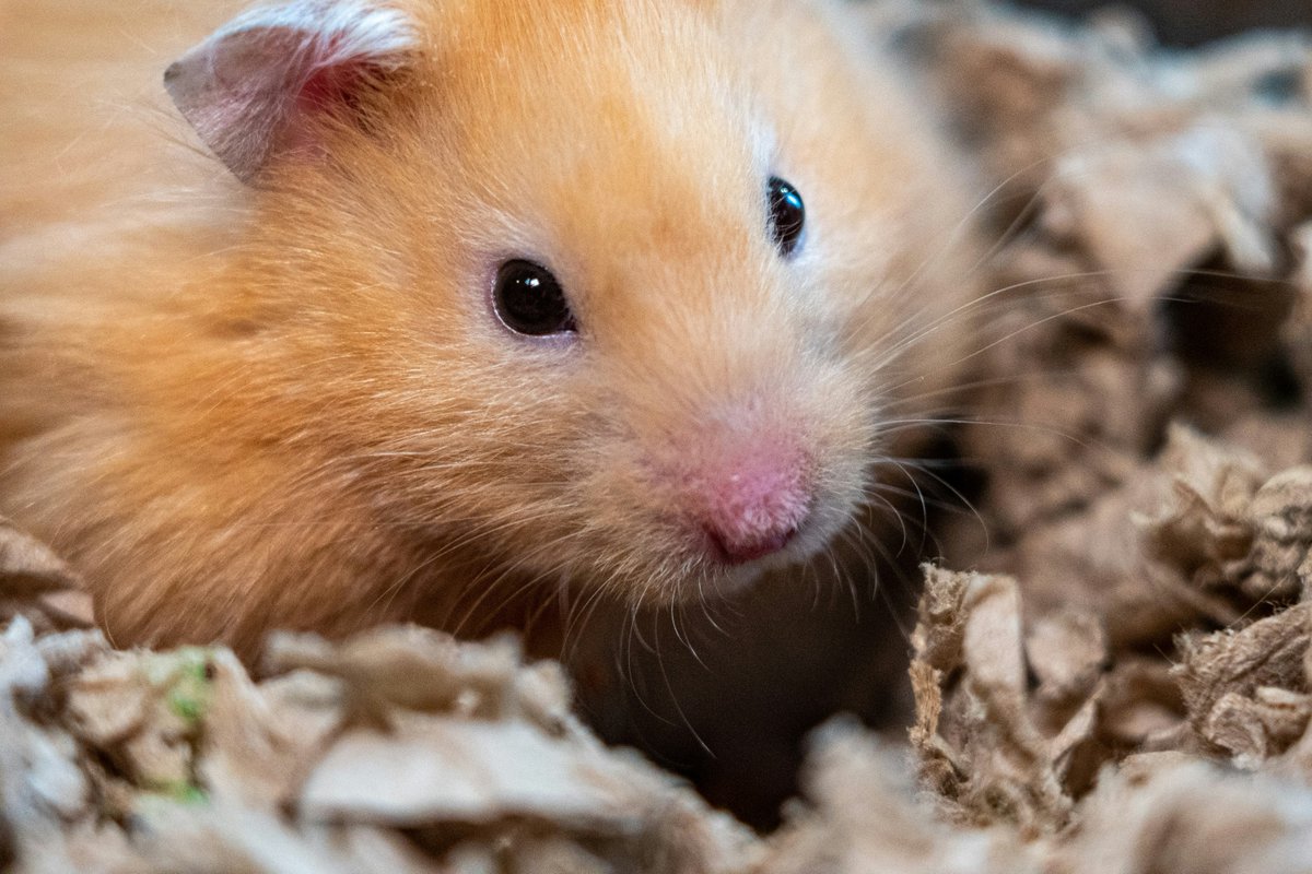 According to the most recent pet population survey, 2.1 percent of households in the UK owned hamsters.

Find out how our hamster ownership habits have changed over the years with @uk_pet_food: ow.ly/jxUK50QQX82

#PetOwnership #UKPets #HamsterLovers #HamsterCommunity