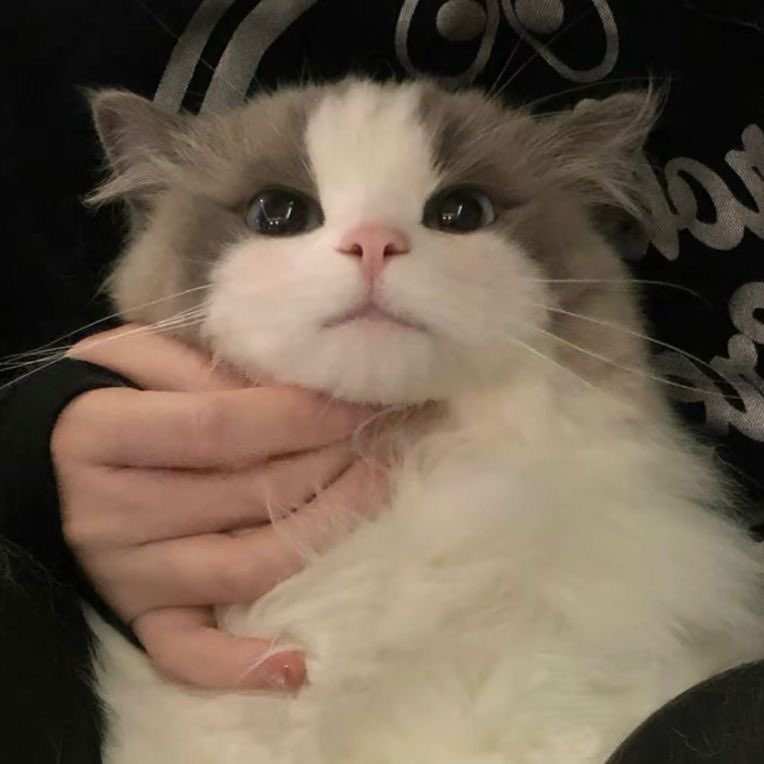 wwlake's tweet image. 랙돌 원우 ㄷㄷ