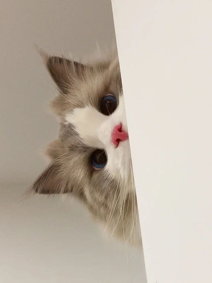 wwlake's tweet image. 랙돌 원우 ㄷㄷ