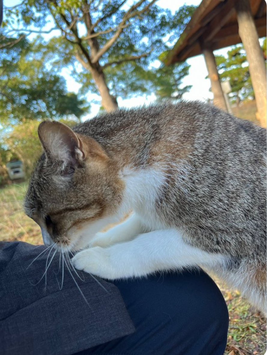 やまにゃん〜ねこ旅〜🐈‍⬛🐾🪴 (@kurochibishima) / Posts / X