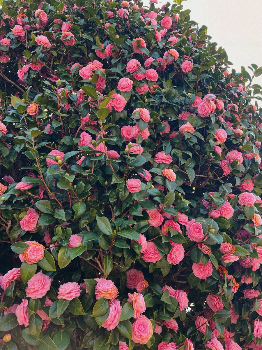 ต้น Tsubaki ที่ดอกกำลังจะโรย 🍃💕🌸