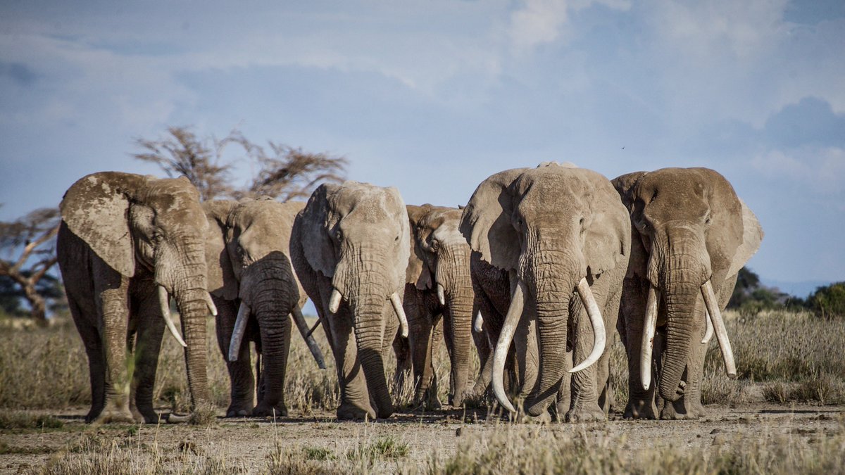 🚫 Stop Trophy Hunting in Northern Tanzania 🇹🇿

Please SIGN and SHARE this petition calling for the immediate ban on elephant trophy hunting within the Tanzania range of Amboseli elephants.

✍️ bit.ly/3vifiZF

📸 Ryan Wilkie/Save the Elephants