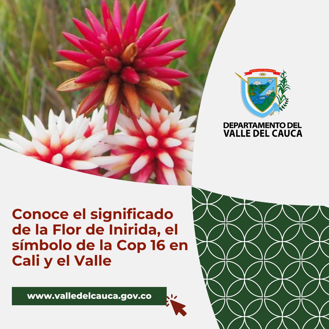 GobValle's tweet photo. ¿Sabías que la flor de Inírida posee 36 pétalos?🤔

Cada uno de ellos tiene un significado especial🤩 representan 23 metas globales y 13 ecorregiones colombianas, como la Amazonía, Insular, La Mojana y Pacífico biogeográfico.

Más detalles👉🏼 https://t.co/nqXmDPoOdU https://t.co/Gra9NHZ0e0