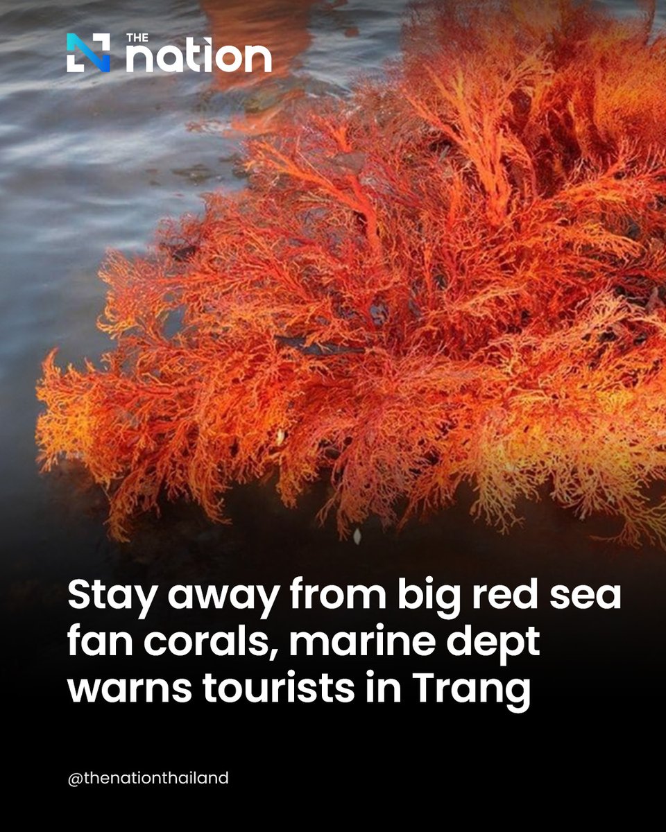 Visitors to Koh Sukorn in Trang province are being advised to stay away from the big red “sea fan” corals that have been exposed due to low sea levels.
.
Read more:
nationthailand.com/thailand/gener…
.
#seafan #corals #naturalresource #Trang #environment #Thailand #ThailandNews #TheNation