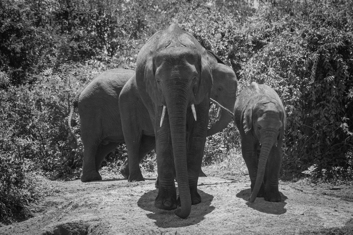How to use the 🐘 elephants as a watch 😆🕛 …That was 12:10 PM…
🐘 Kazinga Channel | Uganda
#natgeo #global4nature #natgeocreative #mammals #africanbushelephants #ugandawildlife #kazingachannel #queenelizabethnationalpark #conservationphotography #chasingafrica