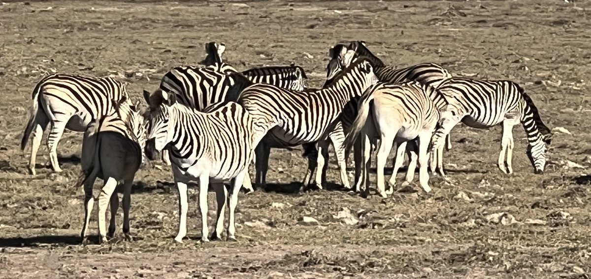 149Zone7's tweet photo. Just like human fingerprints, no two zebra stripes are the same! At the Wildlife Forensic Academy we had lots of time to view these stunning animals. @NancyGrace @LisaRibacoff @LeighEgan #forensic #podcasting #CSILife #Zebra https://t.co/4Mvvm96z1R