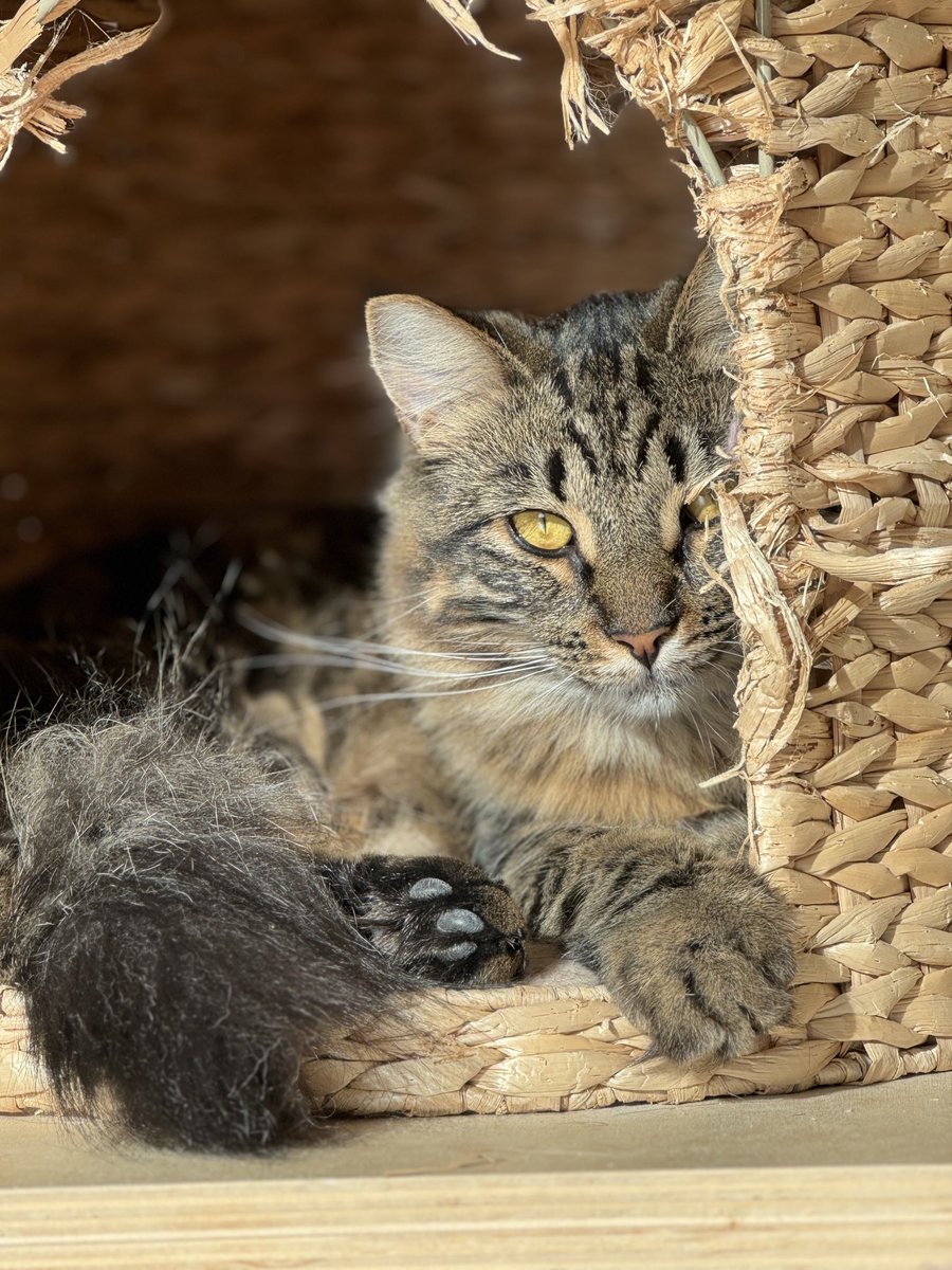 Jeg har definitivt en ting for stripete katter, og spesielt for Muskat og Mandel 😻😻😻