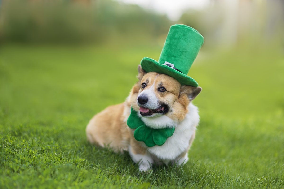 Utterly shameless Happy #StPatricksDay #PaddysDay post. After all, who doesn't love a dog in a hat, even if that dog is Welsh 😂
Wishing everyone who celebrates a great day ☘️🎉🐍