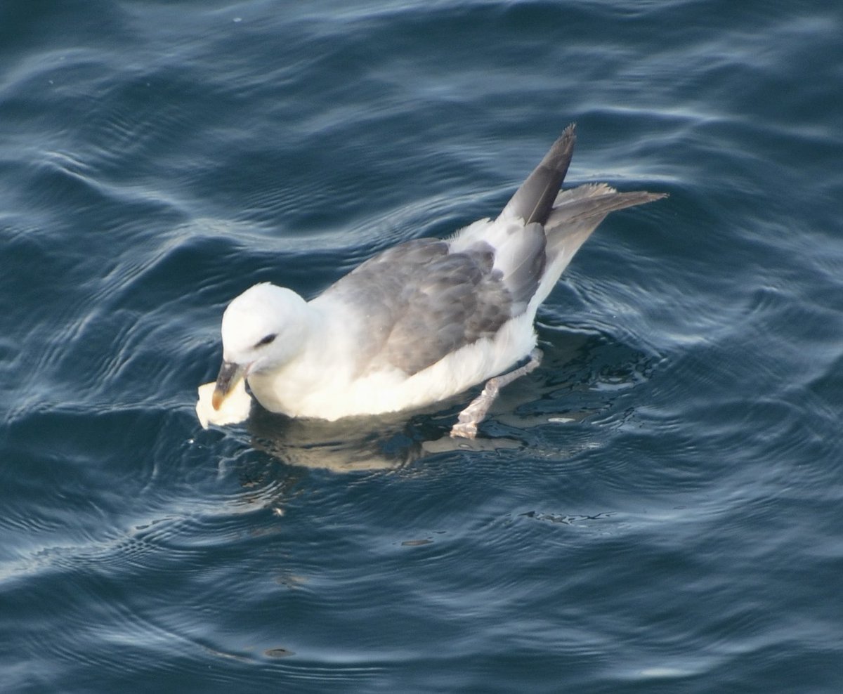 Christina Biamis tweet media