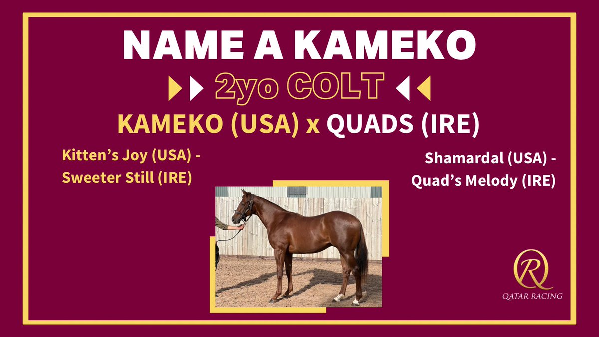 🚨 NAME A KAMEKO 🐢 COMPETITION 🚨
 
#QatarRacing are giving you the opportunity to name this Kameko x Quads 2yo Colt in training with @Archie_Watson 
 
To enter:
➕ FOLLOW @Qatar_Racing
🔁 REPLY with your suggestion

Entries close on Sun 24th ⏰