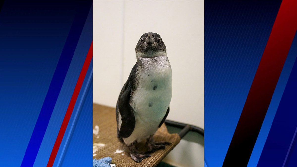 myfox8's tweet photo. Vote for Niffler: Greensboro Science Center penguin in March Madness world’s favorite penguin bracket https://t.co/gNKVjjGDVb https://t.co/CdFDQouI2x
