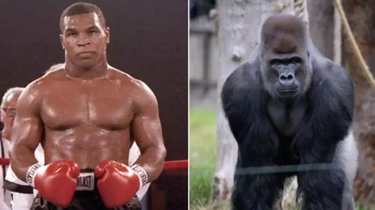 creepydotorg's tweet image. Mike Tyson once offered a zookeeper $10,000 to open the gate so he could go in the pen and fight the gorilla who was bullying the other primates. Tyson's offer was turned down.