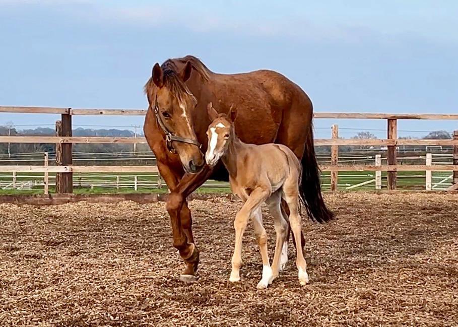 TRULL LALA and her CRYSTAL OCEAN filly soaking up the sun ☀️