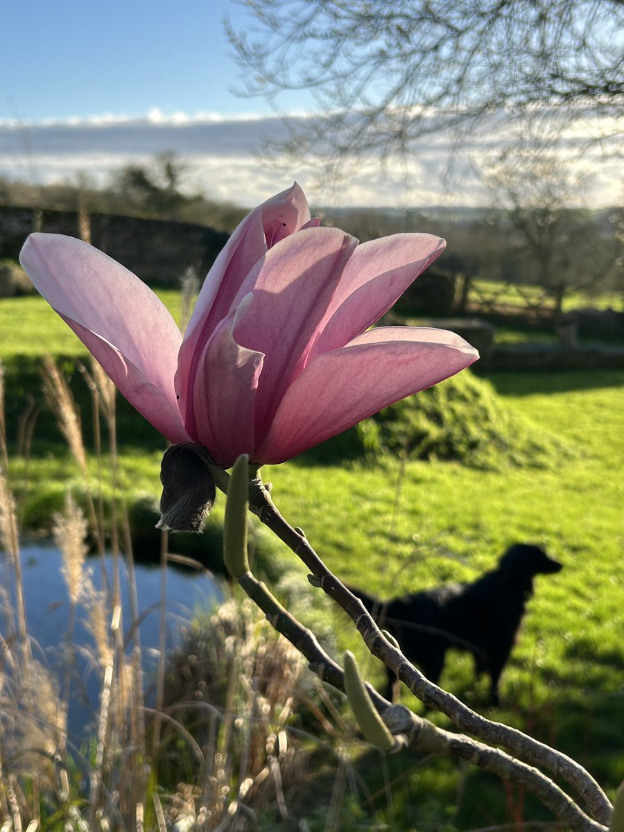 Magnolia ‘Star Wars’ flowering away…last year it was 2 April. And as ever, Marla the flat coat loves to get in the photo!