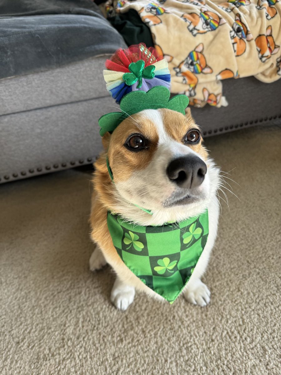 The thing with corgis is, they may get mad, but they’ll put up with any humiliation if there’s treat in it for them. #happyStPaddysDay