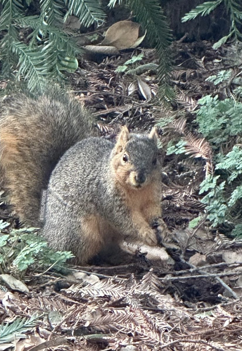 #captionthis ! Aww what a chonky squirrel 🥰