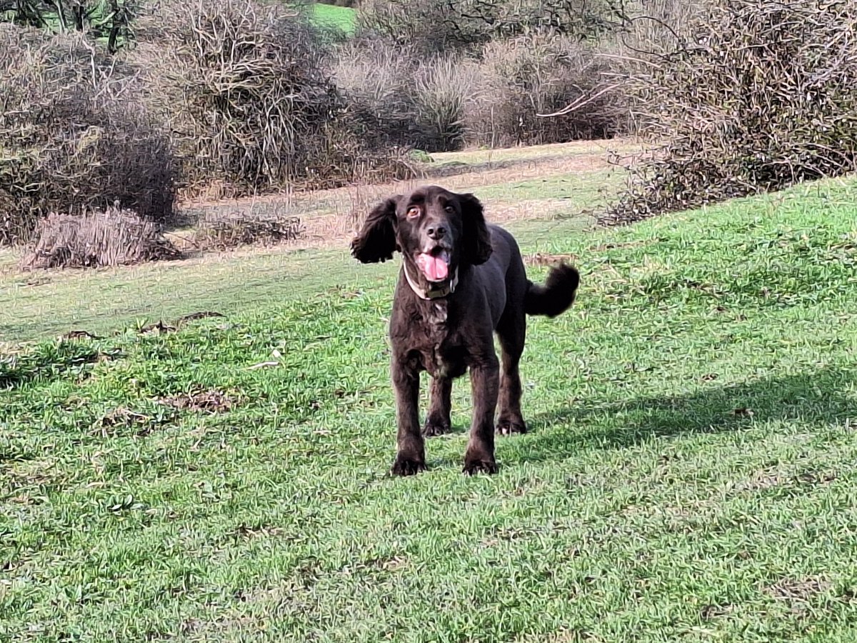 RobJames68's tweet photo. Lovely lunch at The Kitchen, Keydale Nurseries, followed by a walk at Catherington Down #HappyDog #WeekendWalking https://t.co/2PPU7Z5Te1