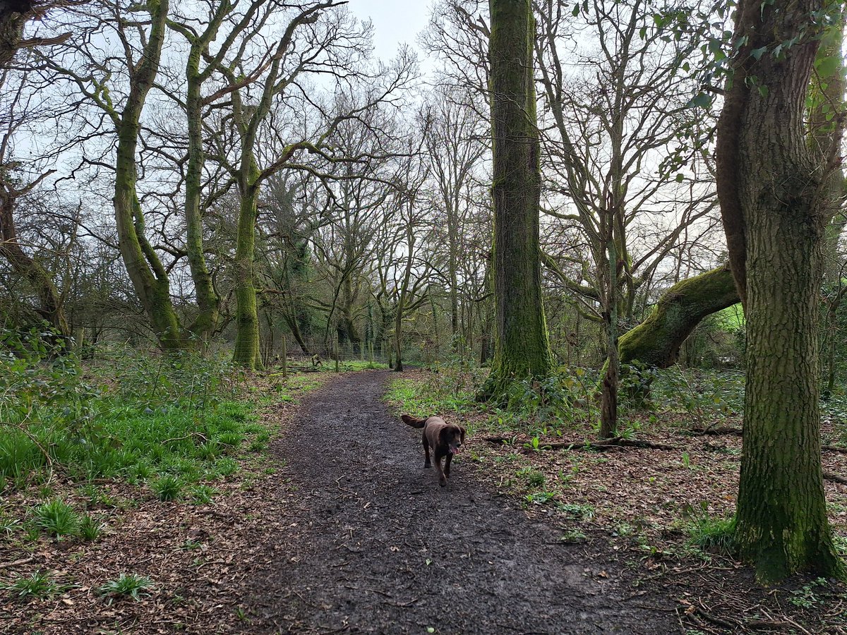 RobJames68's tweet photo. Lovely lunch at The Kitchen, Keydale Nurseries, followed by a walk at Catherington Down #HappyDog #WeekendWalking https://t.co/2PPU7Z5Te1