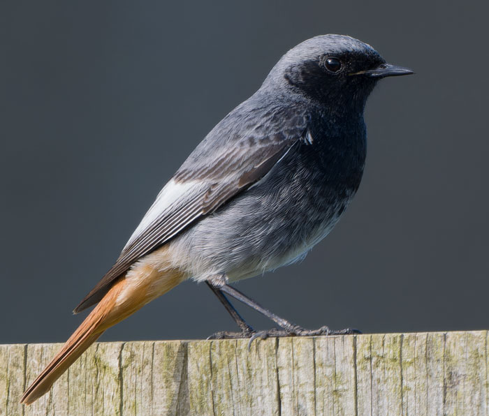 There's a superb male Black Redstart at Weybourne Coastguard Cottages currently .