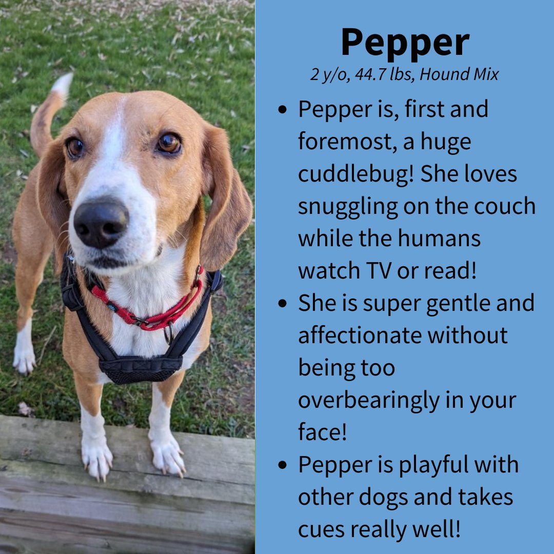 CityDogsRescue's tweet photo. Meet adoptable Pepper! Don't be fooled by her spicy name! Pepper is the sweetest hound around. A quiet snuggle bug who loves being near her humans, she also does well with her feline foster siblings. 

Apply today to meet her: https://t.co/L5jYLUgZcw 🐾

#DCDogs #AdoptPepper https://t.co/yAkgcr3Kwh