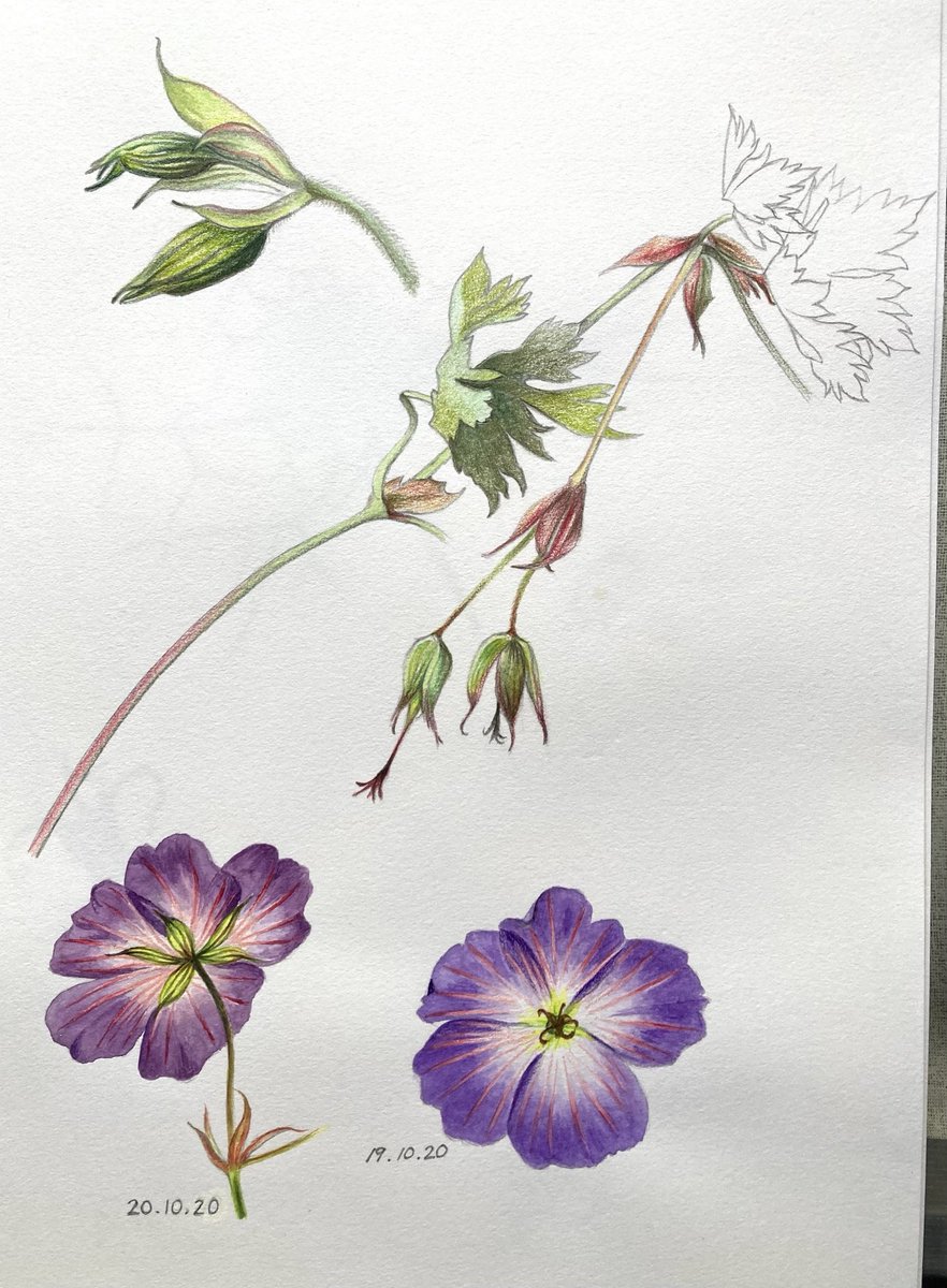 Geranium “Roxanne” Watercolour & colour pencil #flowers #plants #drawing #painting #artistonX #Sunday #artist #artistsoninstagram