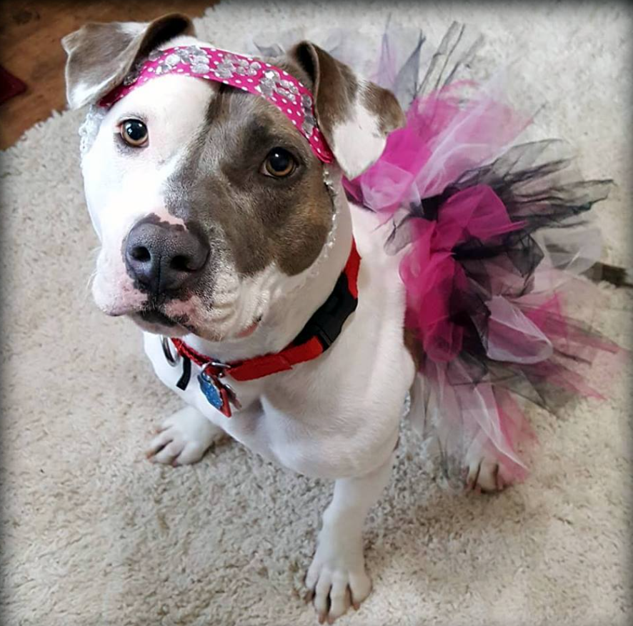 NMBewitched's tweet photo. #StPatricksDay
Y'all please vote for my Laffy Taffy
#StPittiesDay
Vote here
https://t.co/GBdmUSFFk8
#AmericasFavoritePet
#NMBullyBred
#EndBSL
#UnchainedDog https://t.co/fPngo4jCjm