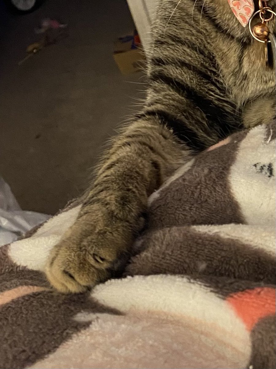 PercyLewiisCat's tweet photo. @gingerjackflash Paws in for Ziggy. Hoping he feels better ❤️ https://t.co/Zsix4vu1Kx