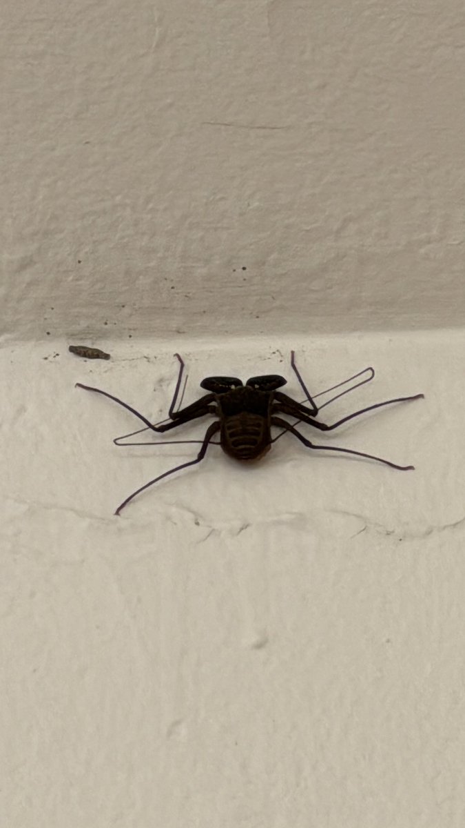 addielitte's tweet photo. @Arachno_Cosas hola !! Estamos viendo esta bonita araña, me podrías hablar más sobre ella !! Saludos desde chachalacas Ver. https://t.co/QbZHdUyOsG
