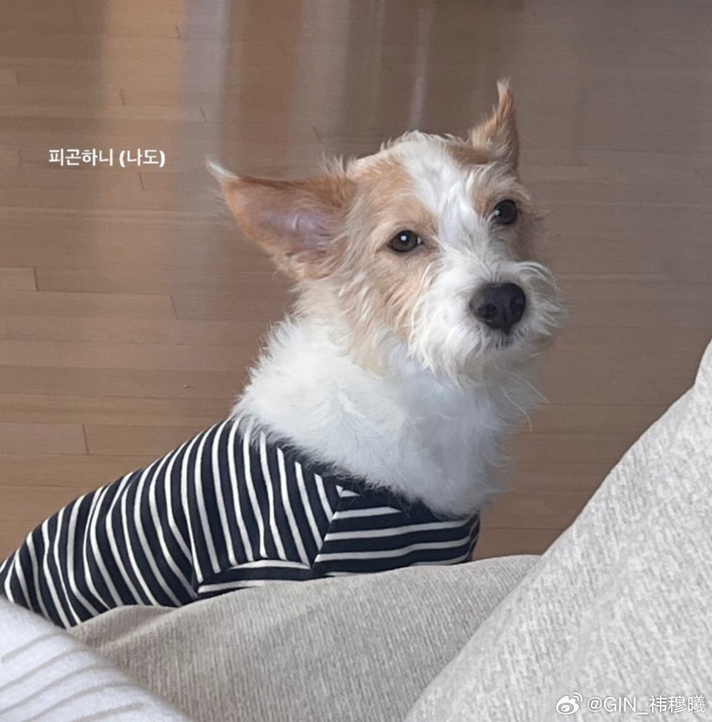 chaeng_are_rose's tweet photo. who's wanna have the same t shirt like us?? https://t.co/KOeKI5ULfp