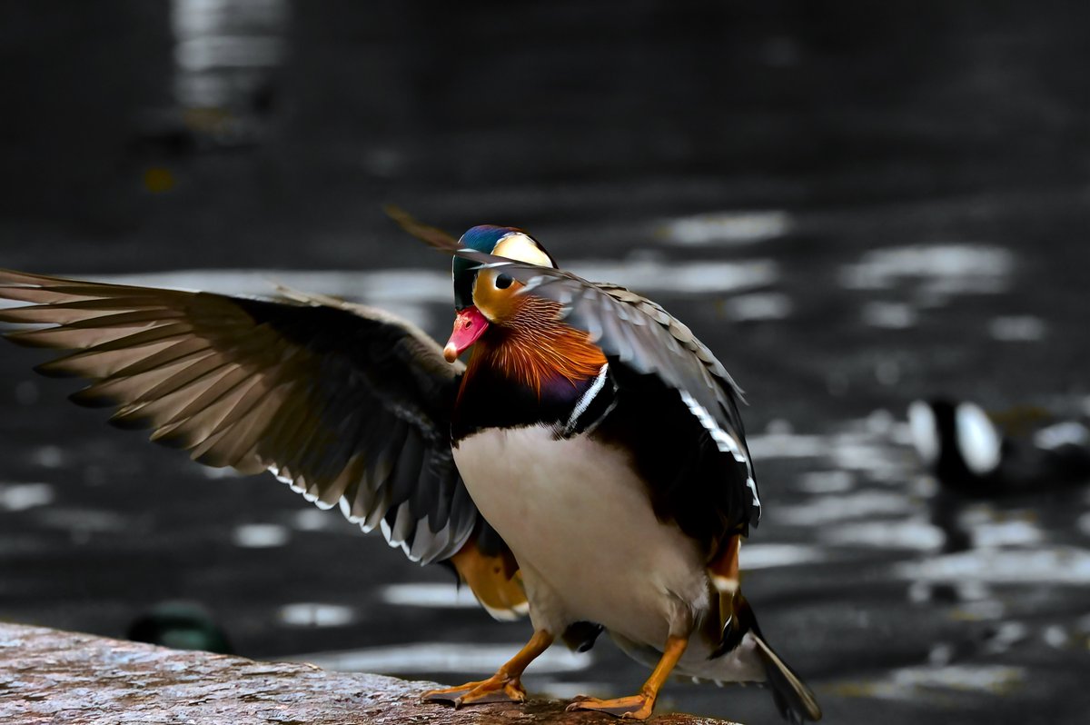 #mandarinduck #waterbirds #ukbirds #wildlifelovers #trees #nature_perfection #birdsinflight #BirdsSeenIn2024 #birds #wildlifephotography #birdphotography #pond #NaturePhotography #birdwatching #birding #photooftheday #birds_captures #birdlovers #ducks