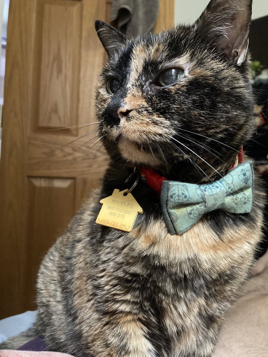 teampulte56's tweet photo. I paid $125 for insulin for this diabetic cat today. Only on X! https://t.co/YWz6Mg9wRg