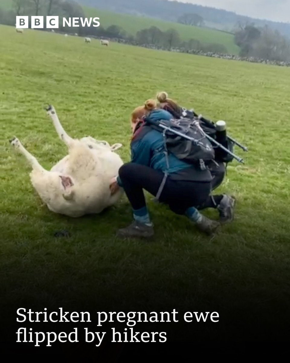 bbcemt's tweet photo. What would you do if you saw a sheep on its back? 🐑

These two Peak District hikers knew exactly what to do.

Watch them in action: https://t.co/0g4Tka7BbH https://t.co/4PBDYGNyzx